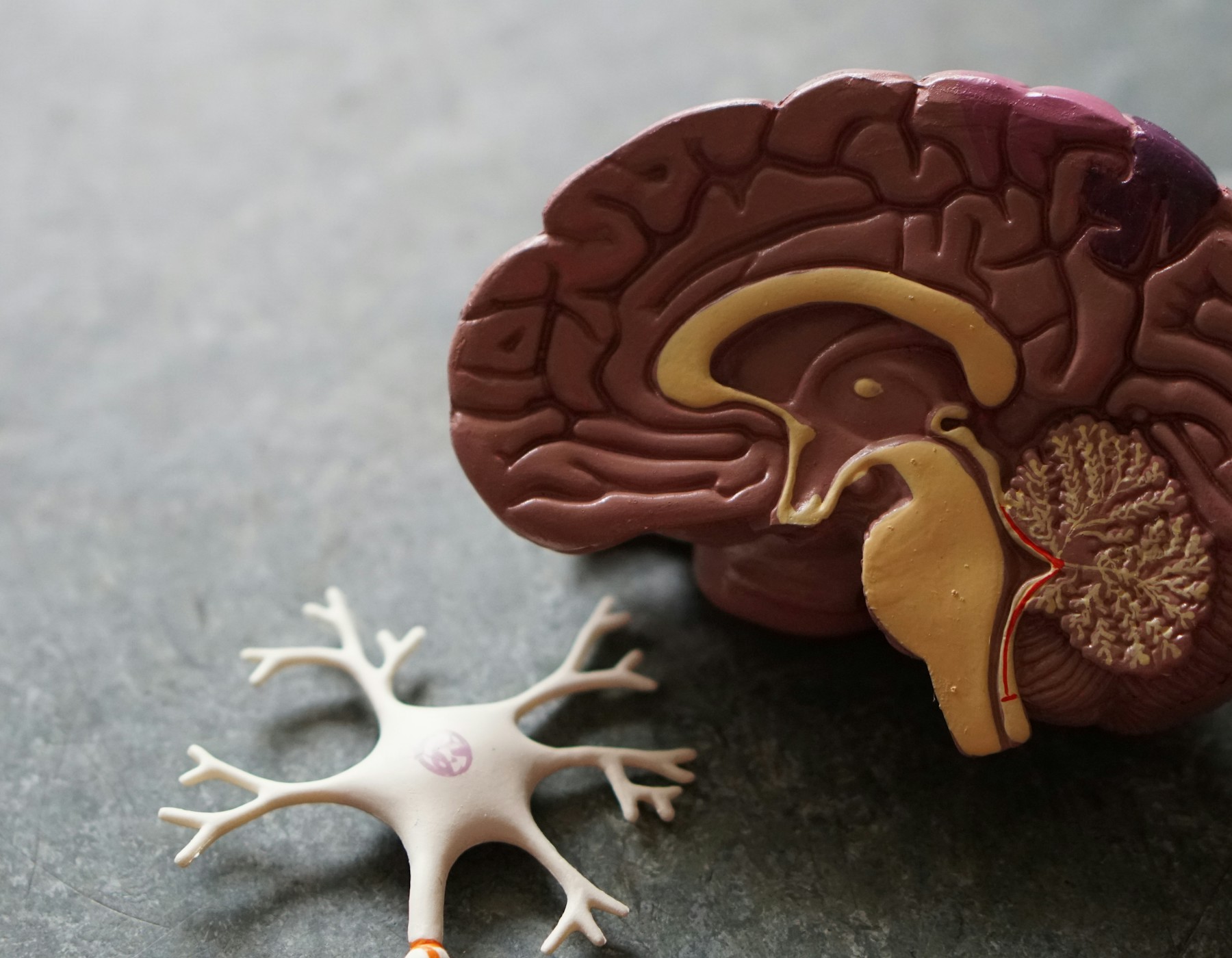 Sample clinical demonstration model